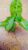 Syngonium plant