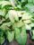 Sygonium plant