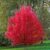 Red Maple leaf 7ft tree