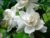 Gardenia jasmenoides