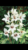 Gladiolus Callianthus