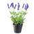 Lavender Plant – Imported