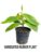 Variegated Rubber Plant or Variegated Ficus Elastica